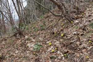 石花登山口周辺は福寿草が見頃です。