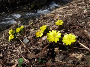 元気いっぱいに咲く福寿草