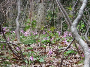 佐渡のカタクリは葉に斑が入っておらず可憐な花がひと際ひきたつ