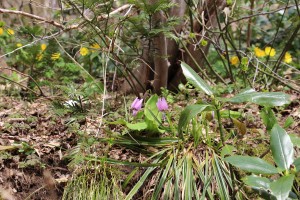 カタクリ、福寿草、キクザキイチゲ