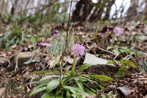 雪割草のお花畑の中のショウジョウバカマ