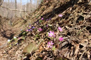 登山道両脇は雪割草が見頃