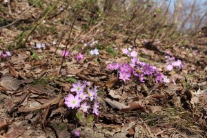 登山道一面に咲く雪割草