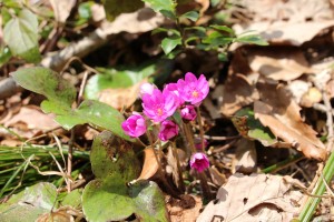 この登山道も溢れるように雪割草が咲いていました。