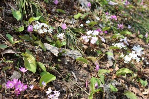 標高４００～５００ｍは花盛りです。