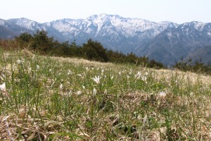 残雪の金北山と一面のアマナ