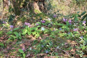 登山道に溢れるほど咲く早春の花々