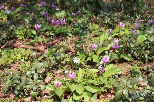 あたり一面のお花畑