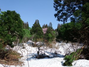 遊歩道内は残雪で覆われています。