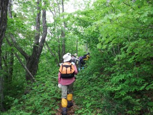 新緑まぶしい登山道