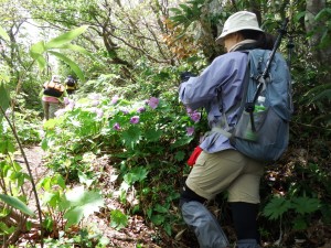 登山道のシラネアオイ