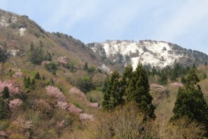 オオヤマザクラと残雪の金剛山