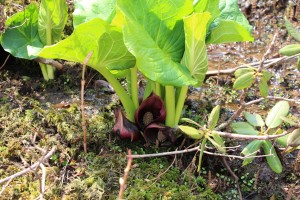 白骨の池と呼ばれる湿地帯のザゼンソウが開花