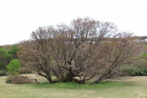 花数が少なくちょっとさみしく感じました。