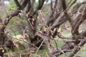 つぼみも確認