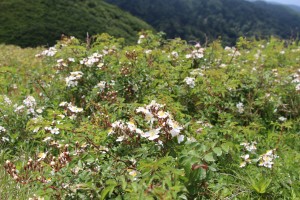 山は甘い香りに包まれていました。（ノイバラ）