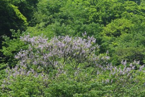 ひと際目立つ桐の花