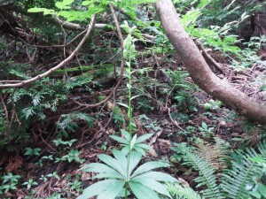 登山道のクルマユリはこれからです。