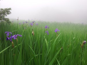 あやめ池のカキツバタ