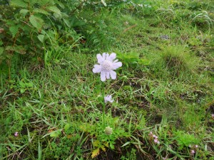 マツムシ平らのマツムシソウが咲き始めました。