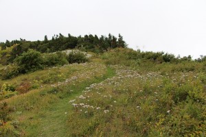 登山道はお花畑のようです。
