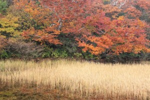 鏡池の紅葉