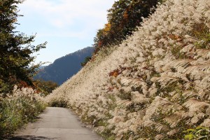 見応えがあります。