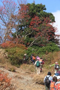 ナナカマドの実が真っ赤（ツンブリ平）