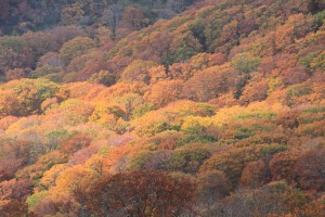 見事な黄葉です。