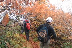 これより登山道、紅葉は見ごろです。