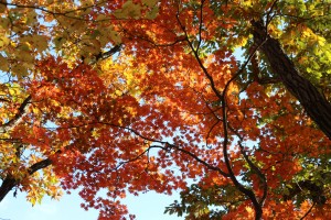 ぬけるような青空と紅葉