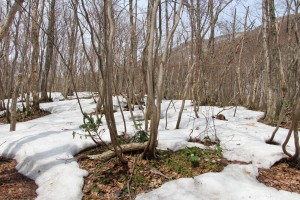 標高３００ｍを超えると残雪は多くなります。