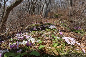 登山道を彩る雪割草とカタクリ