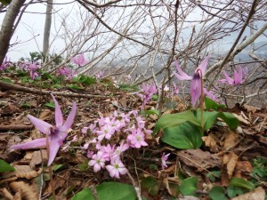 登山道脇の斜面を埋め尽くす雪割草とカタクリ