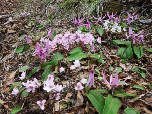 いたるところに花・花・花