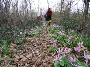 登山道を埋め尽くすカタクリ