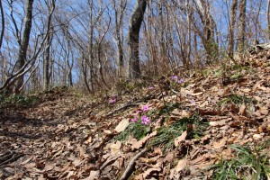 日当たりのよい登山道