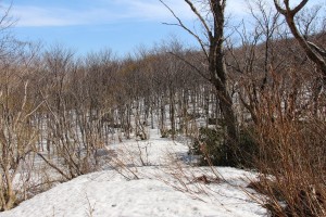 横山登山道合流点から横山登山口方向を見る。