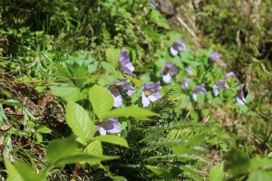 登山口付近のシラネアオイ