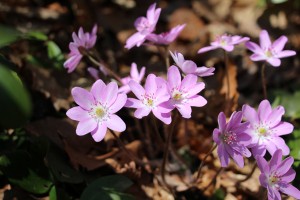 IMG_8610