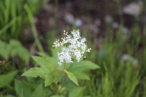 IMG_0459