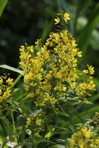 多くの花を咲かせています